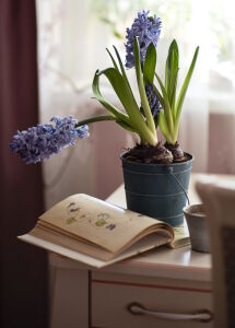 Гиацинты с книжкой