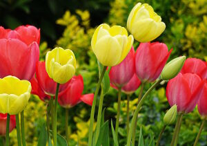 Тюльпаны красные и желтые