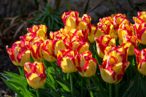 Тюльпаны красно-желтые