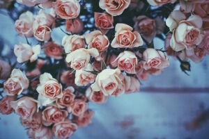 Светлая плетистая роза