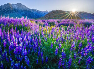 Поляна с люпинами