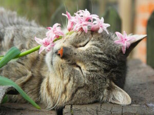 Кошка с цветочком