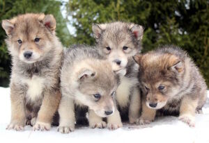 Домашние волчата
