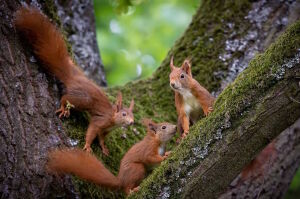 Три белочки