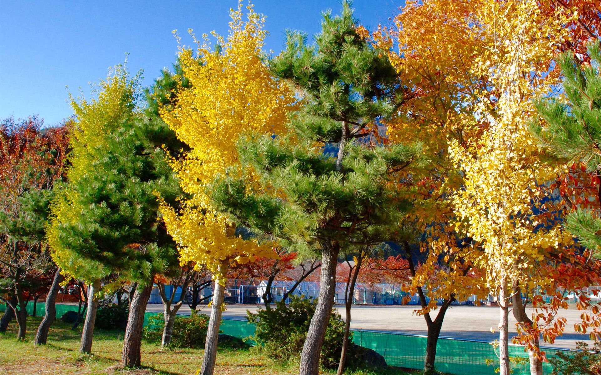 Разные деревья