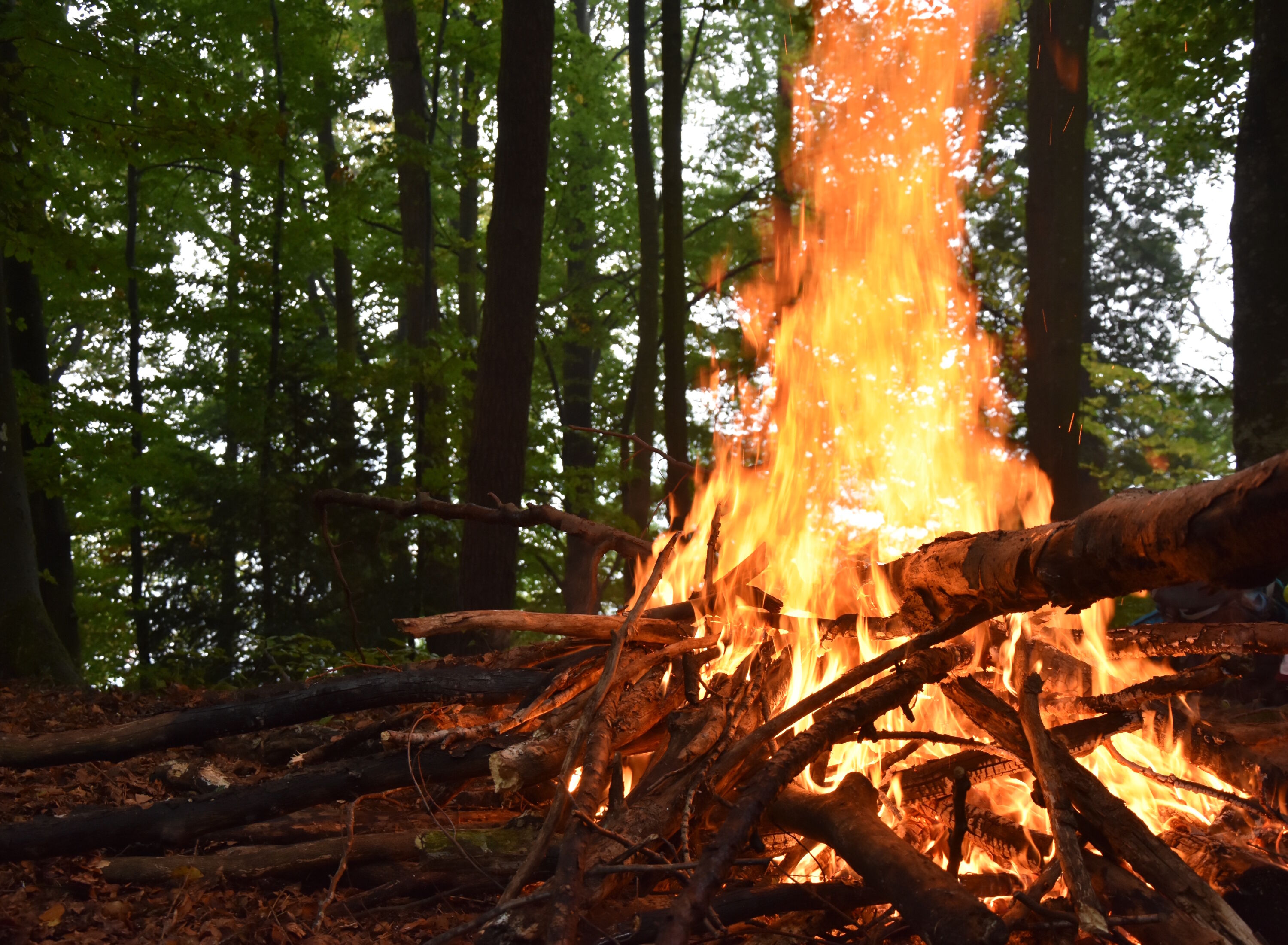 Костер в лесу