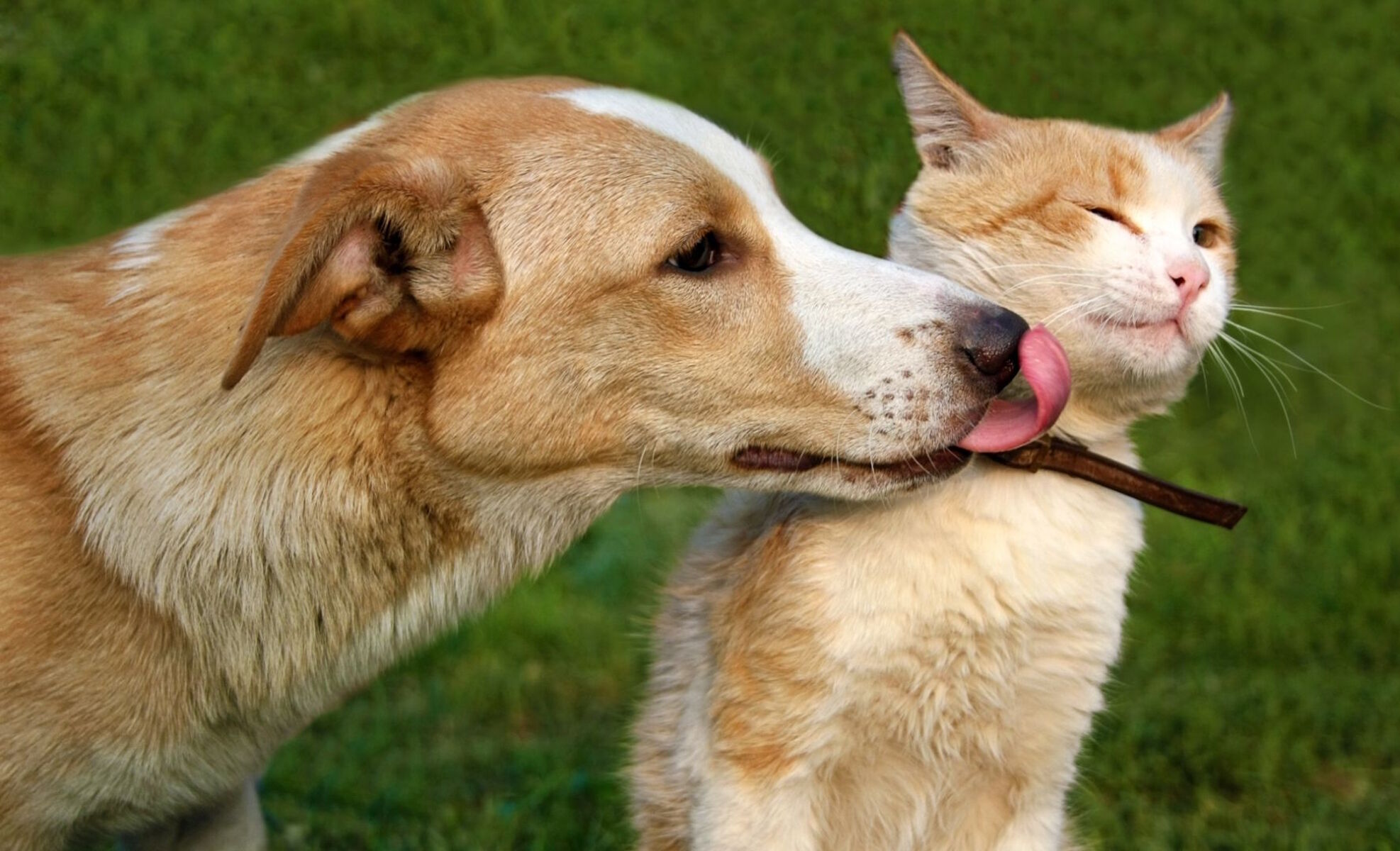 Бобик и Рыжик