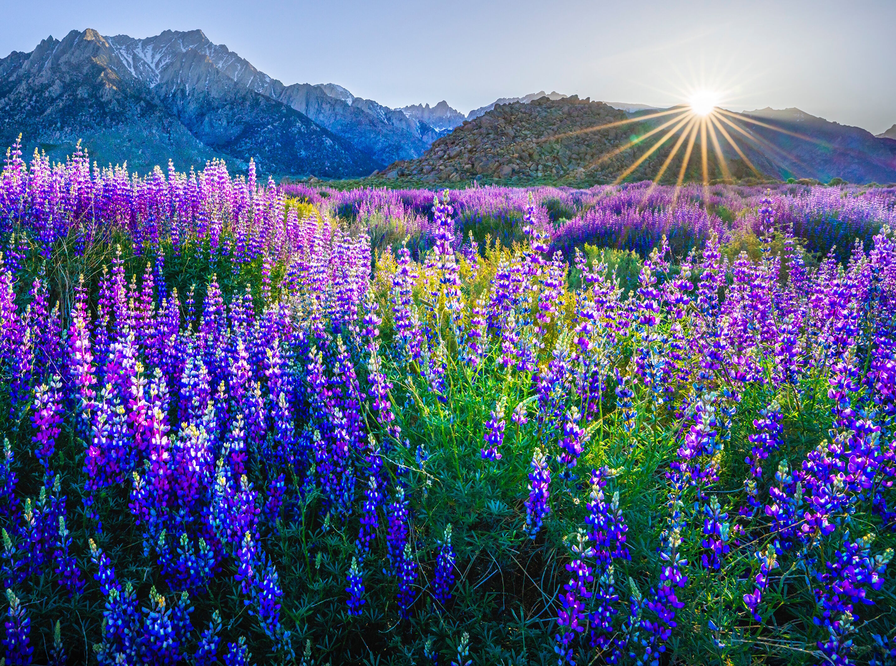 Поляна с люпинами