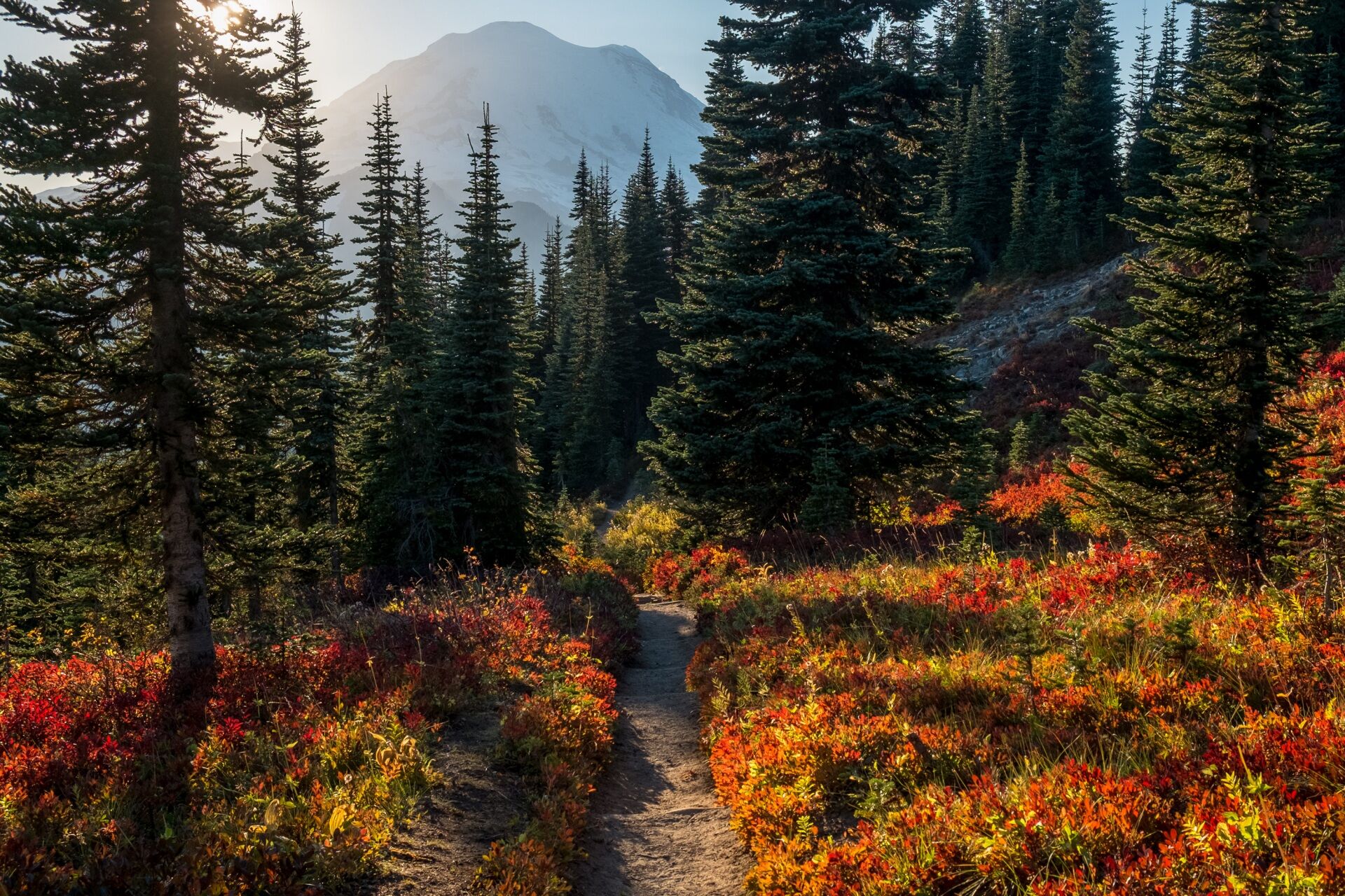 Лесная дорожка