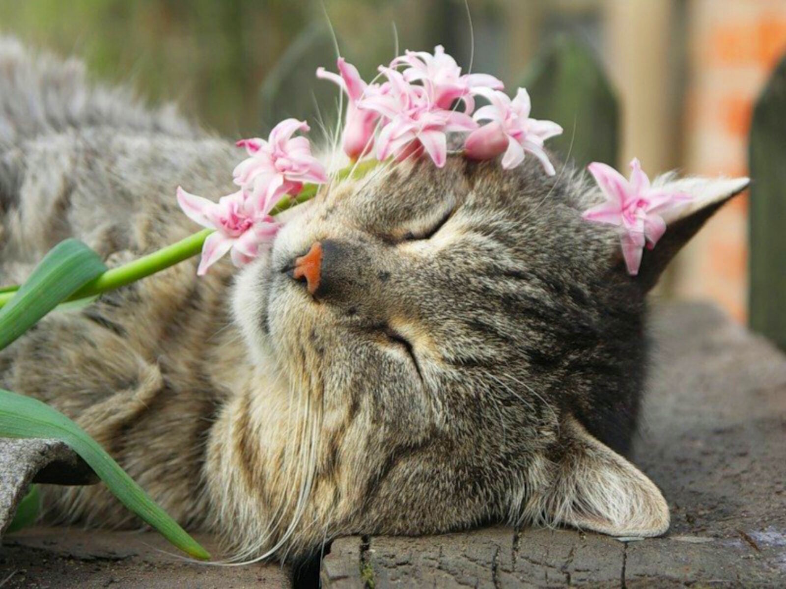 Кошка с цветочком