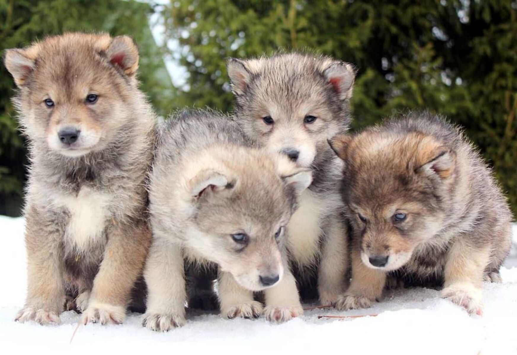 Домашние волчата