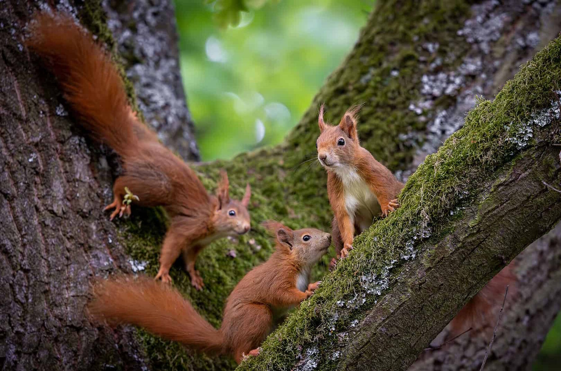Три белочки
