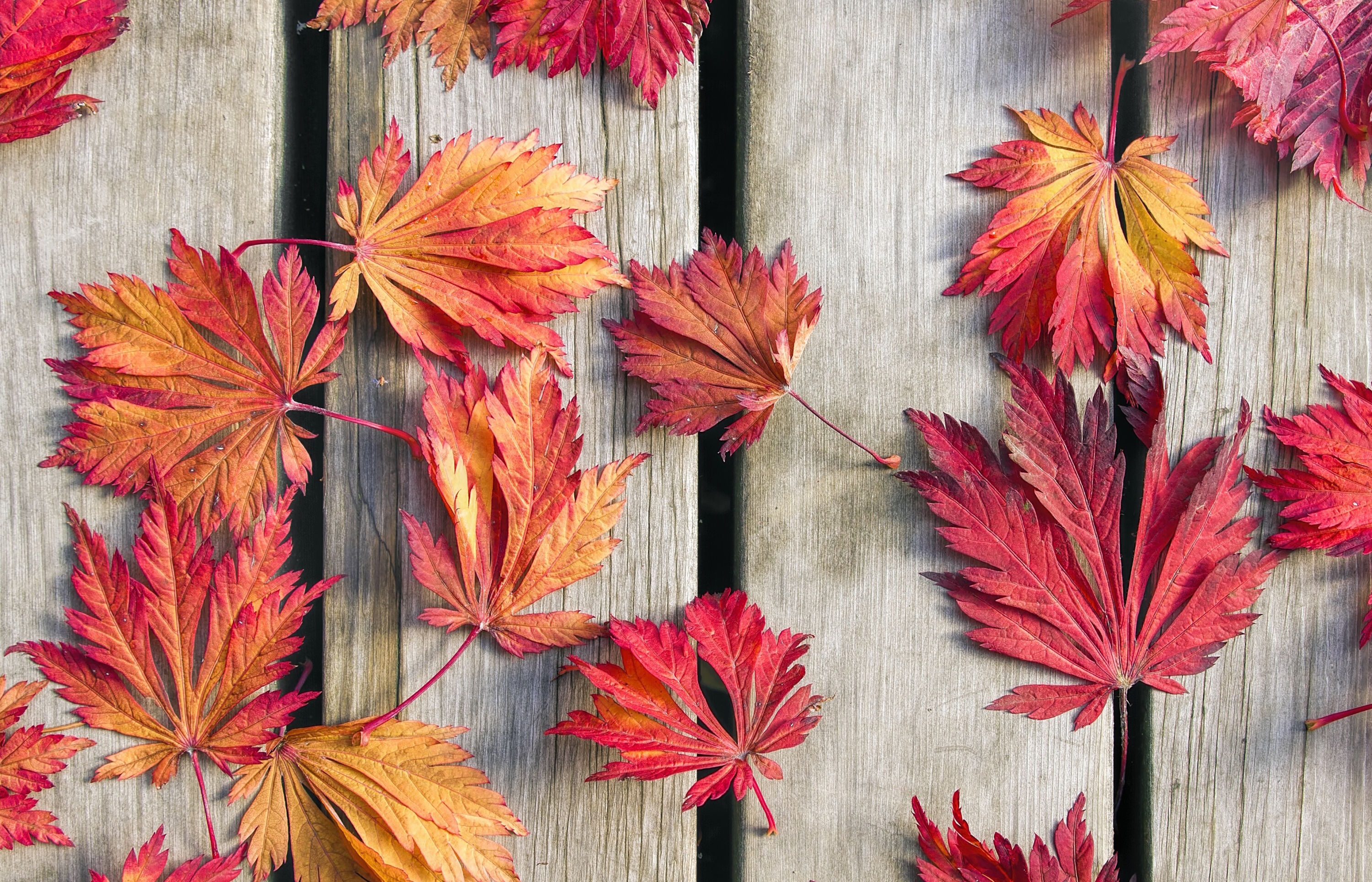 Фон с красными листьями