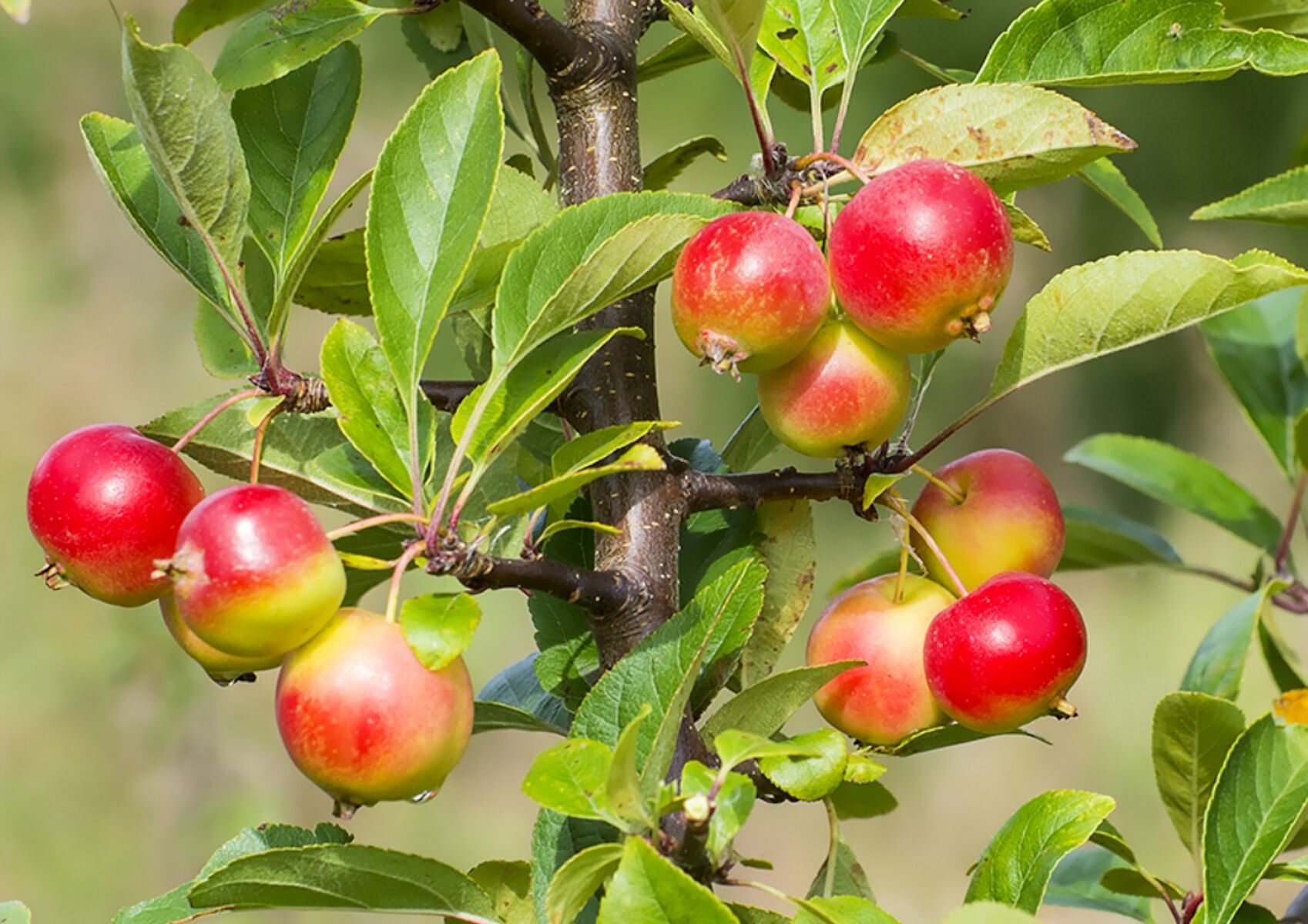 Яблоня Сиверса