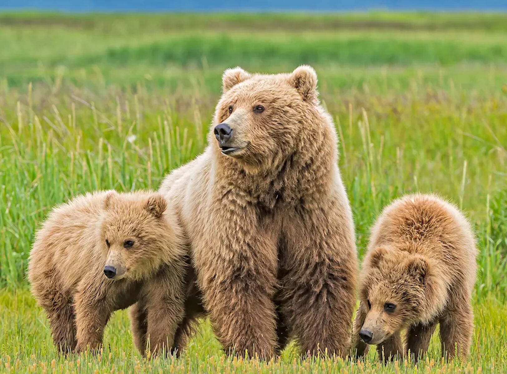 Рядом с мамкой