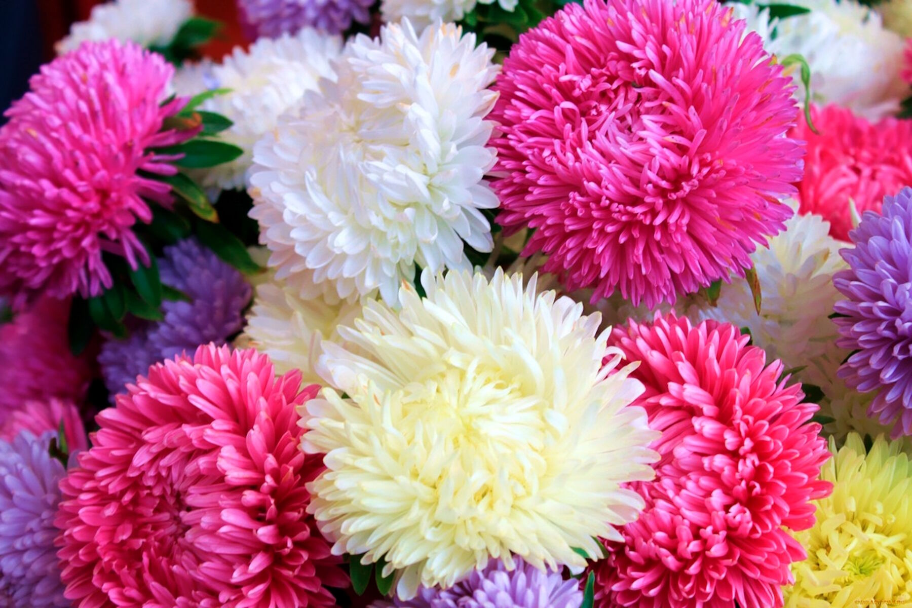 Пышные и крупные астры