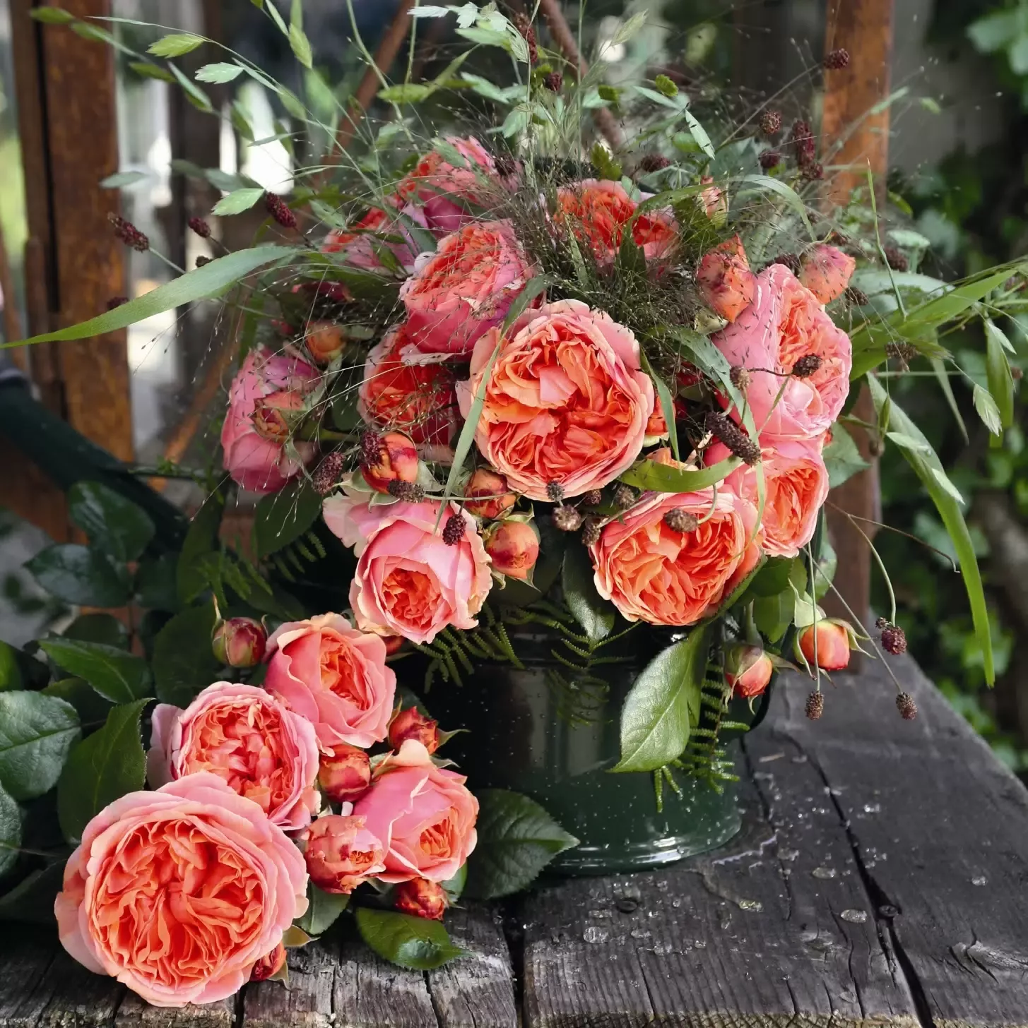 Роза Тантау Чиппендейл