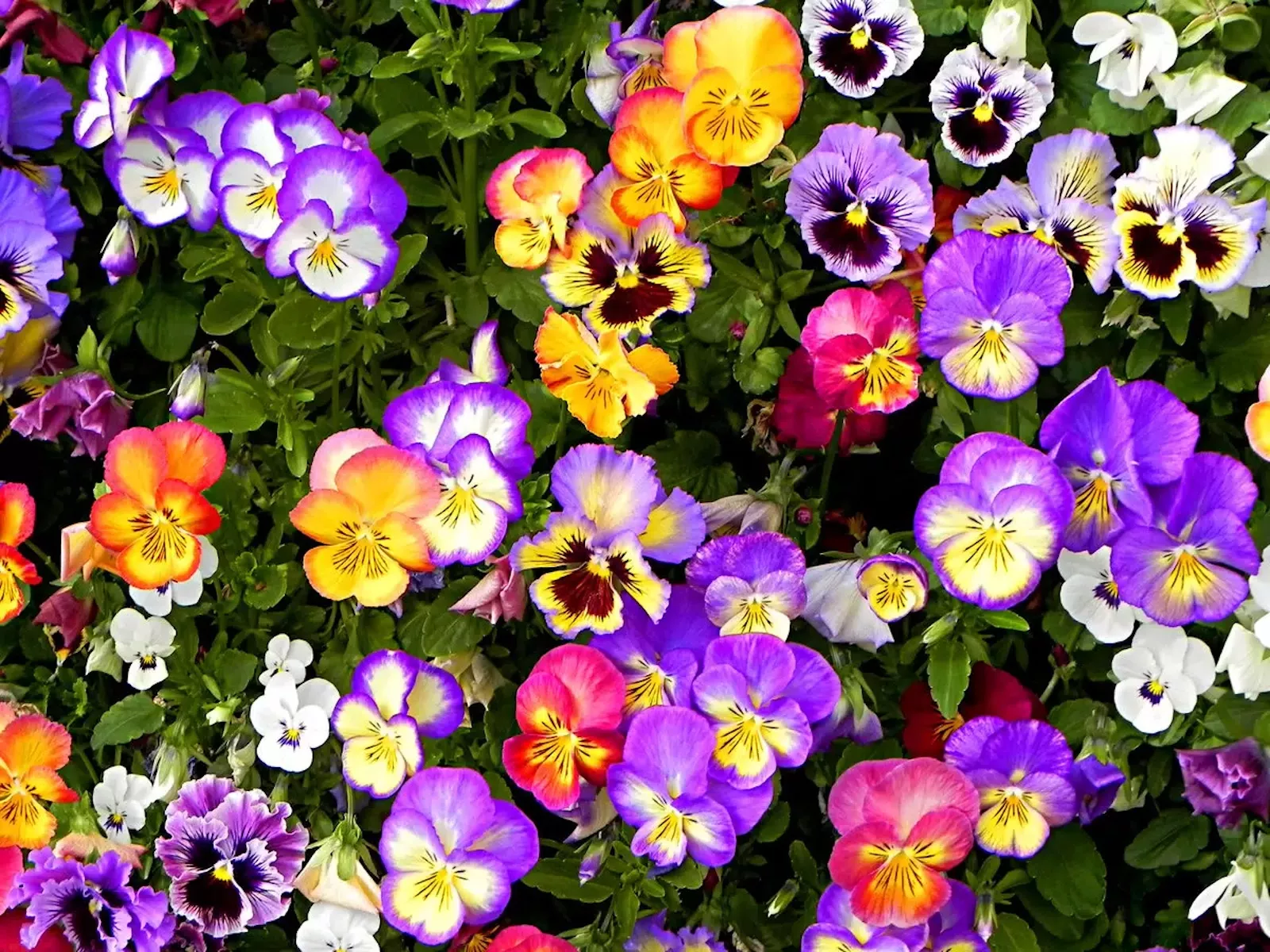 Разноцветные фиалки