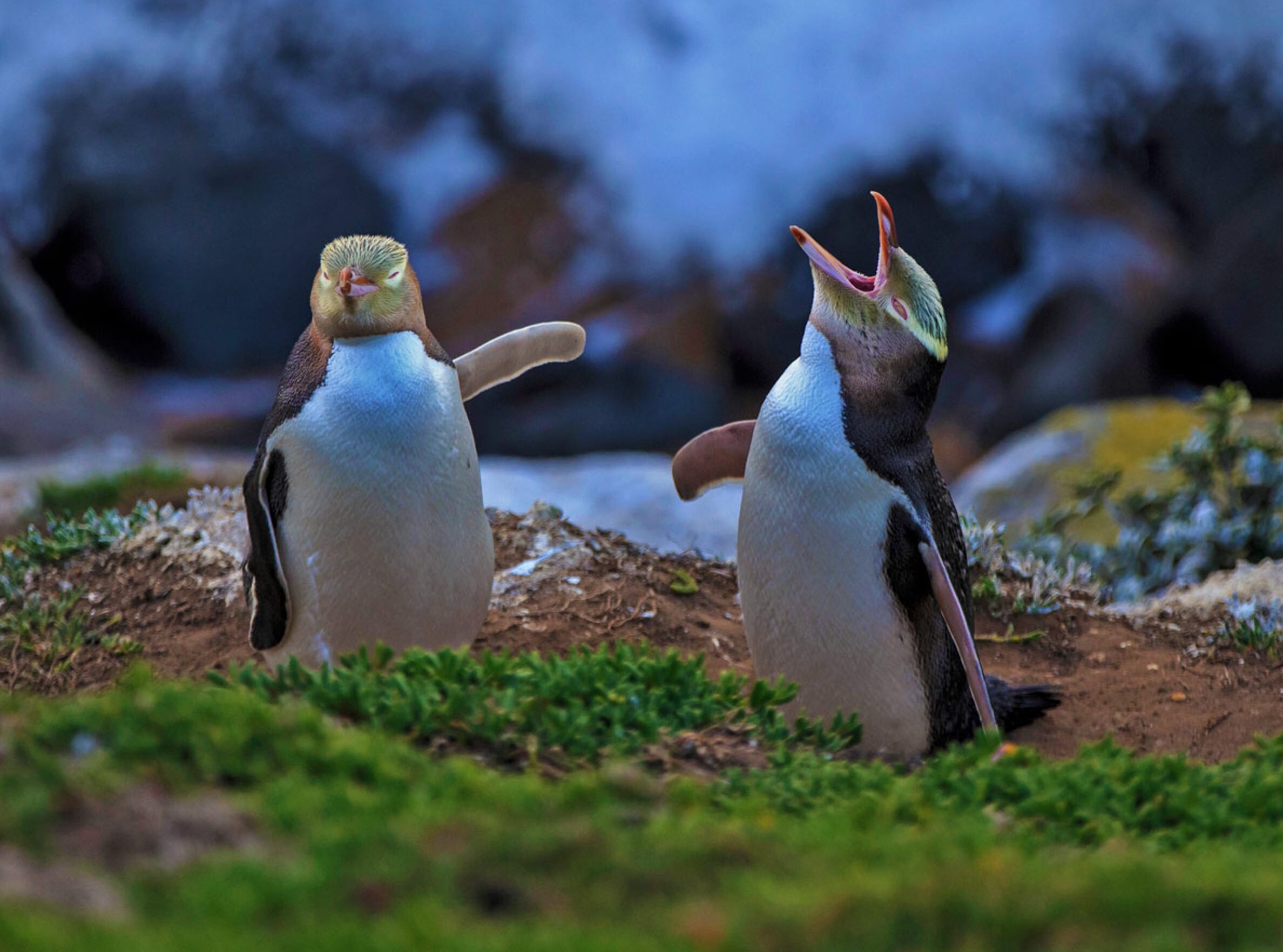 Желтоглазые пингвины