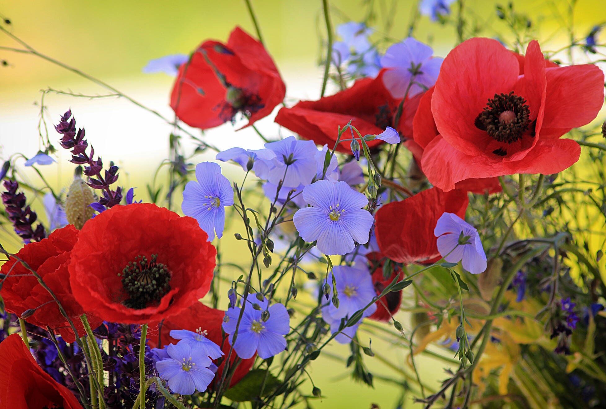 Маки полевые