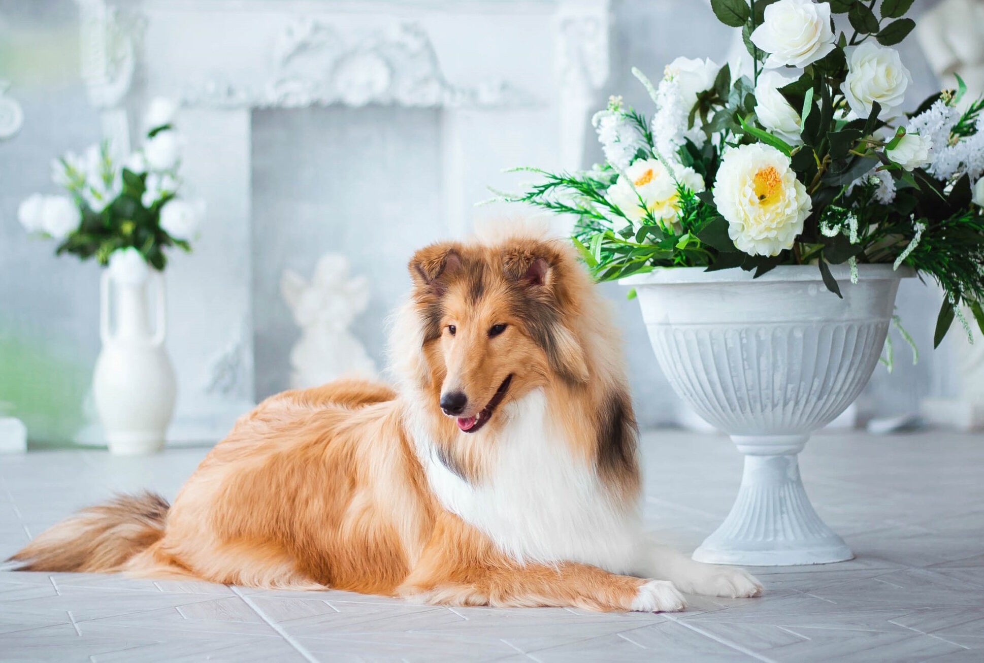 Колли и цветы