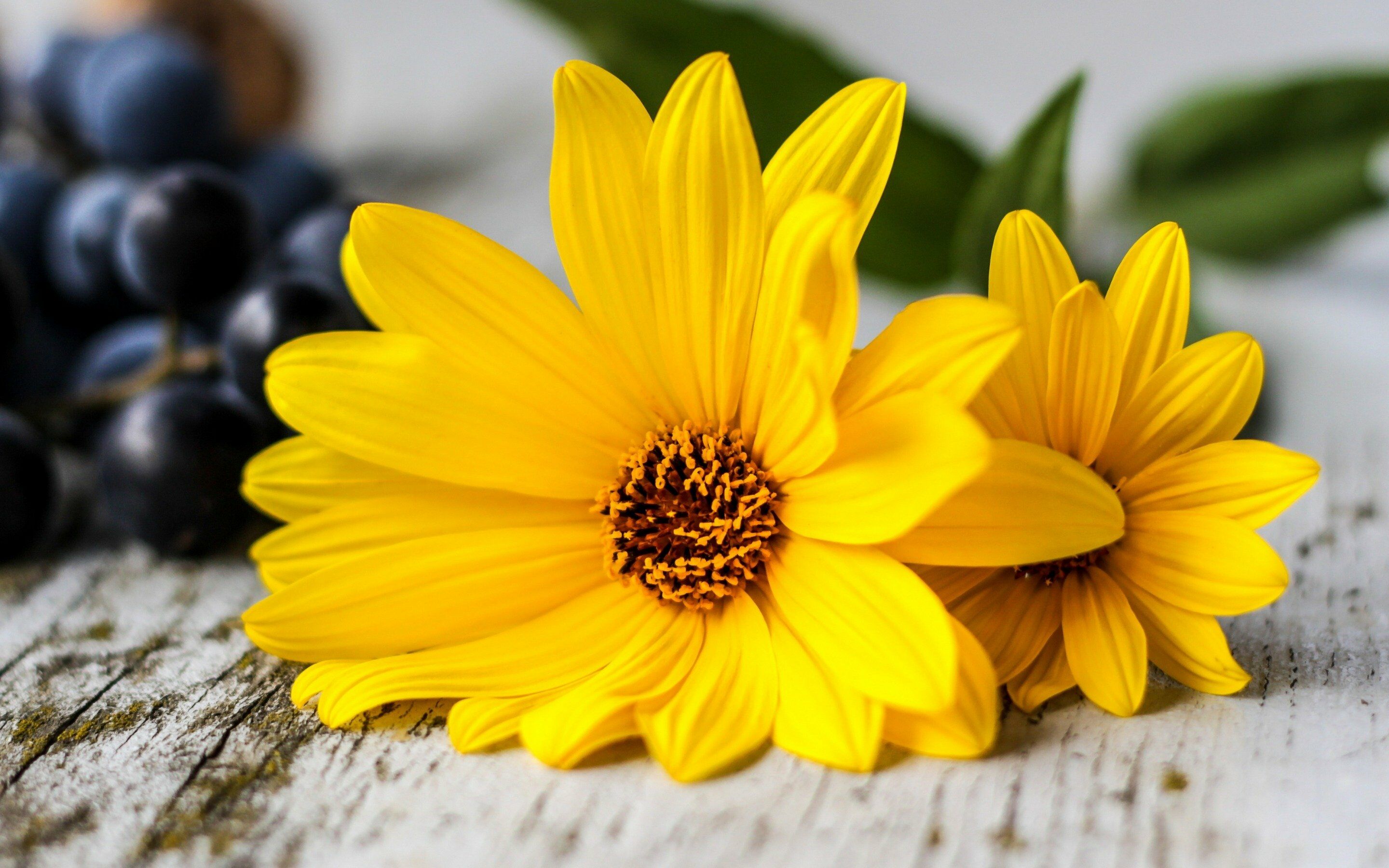 Желтые яркие цветы