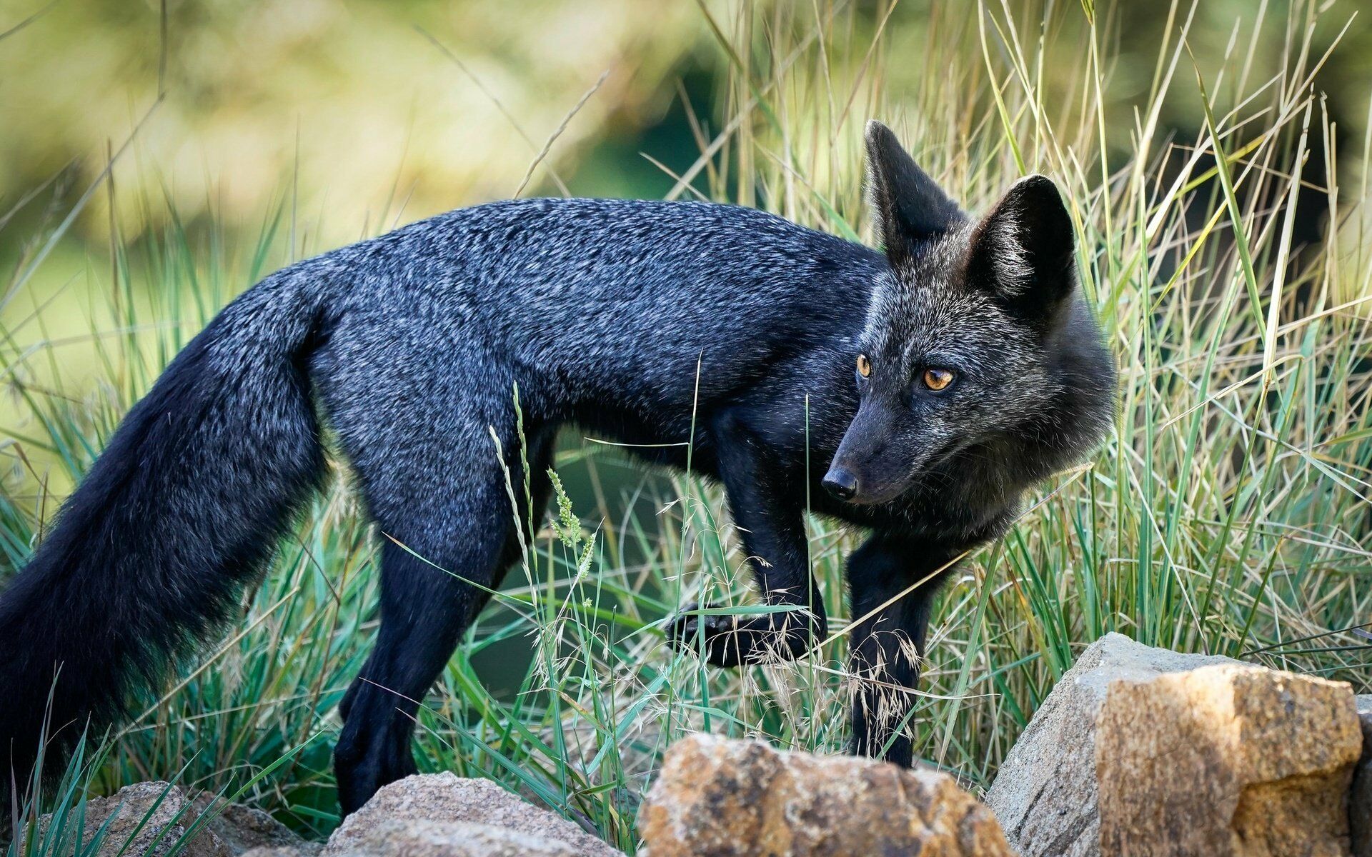 Чернобурая лисица