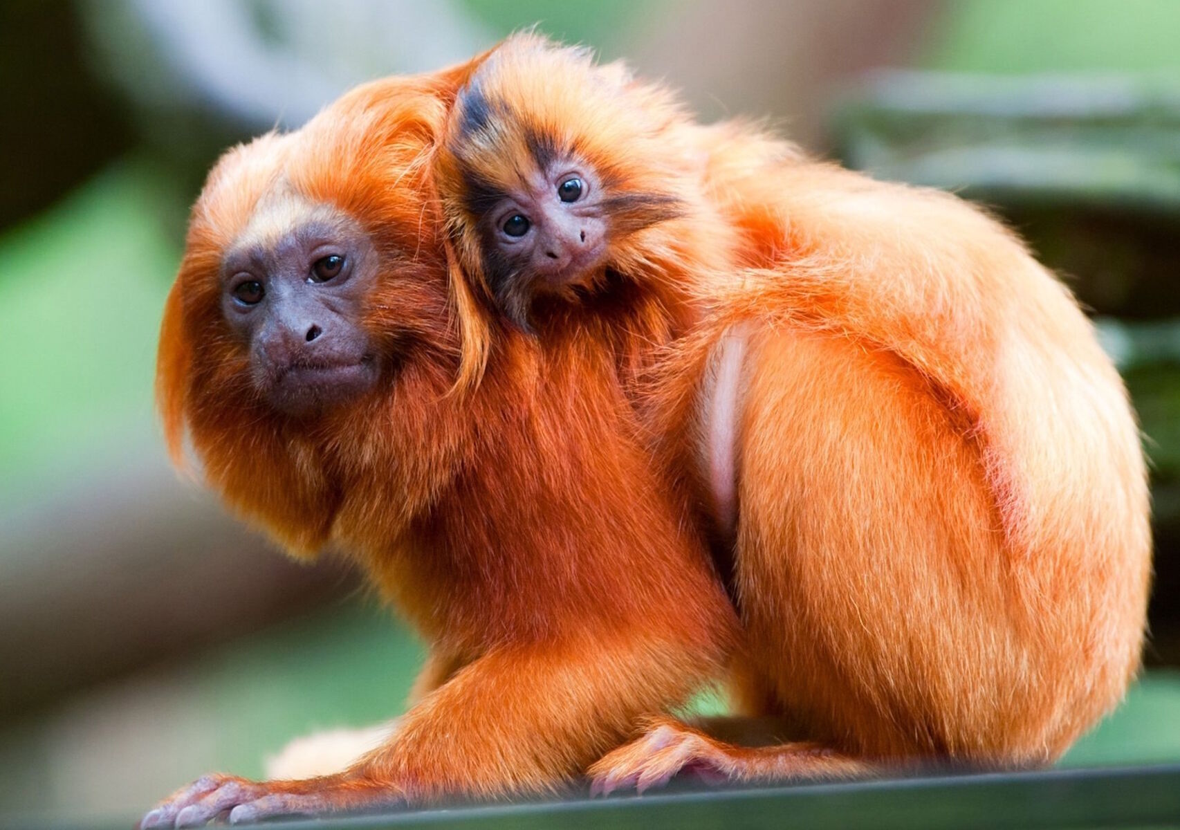 Две рыжие мартышки