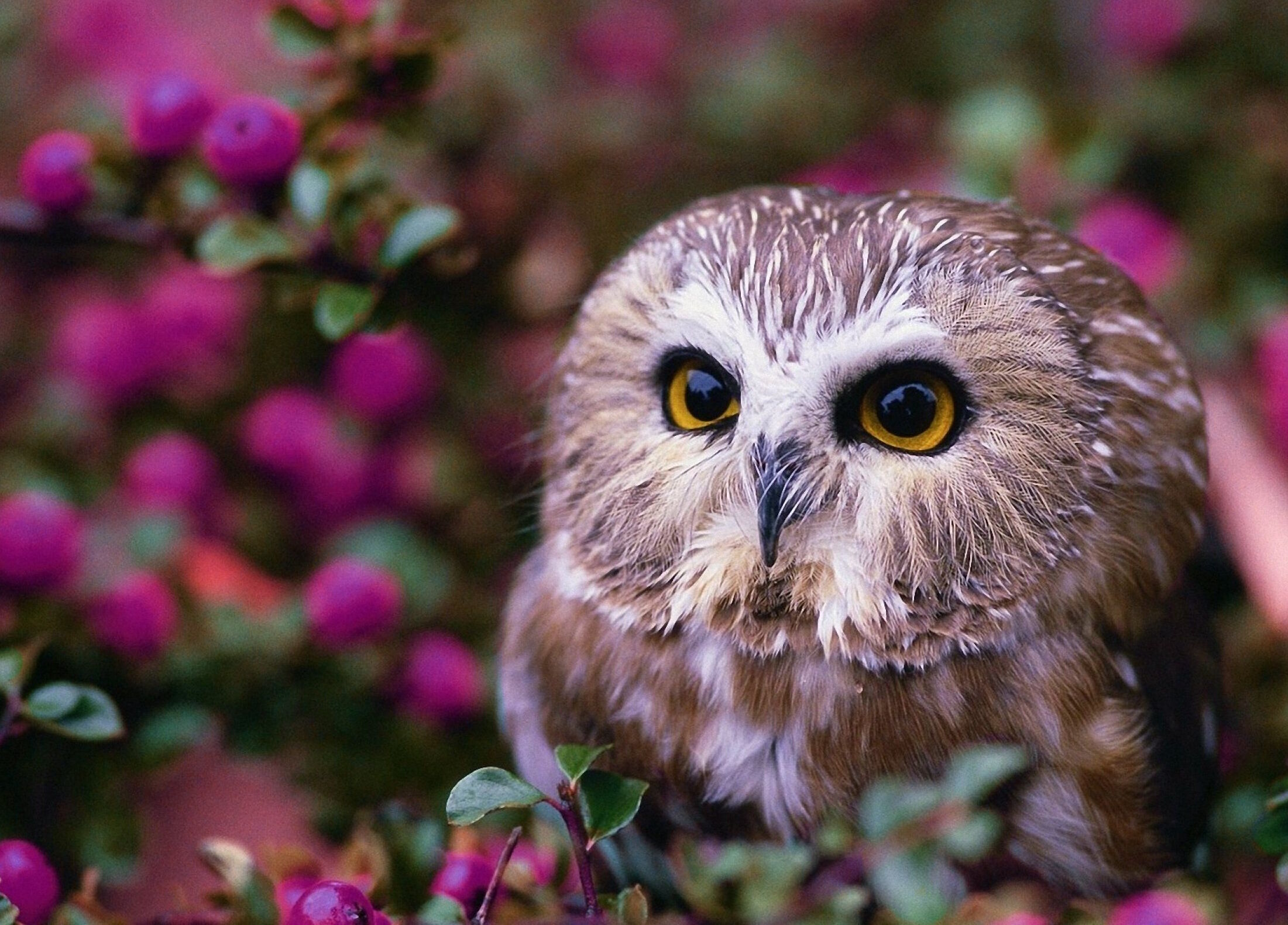 Красивая сова