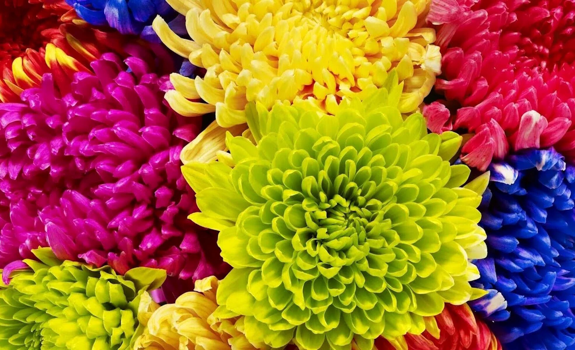 Ярких красок хризантемы