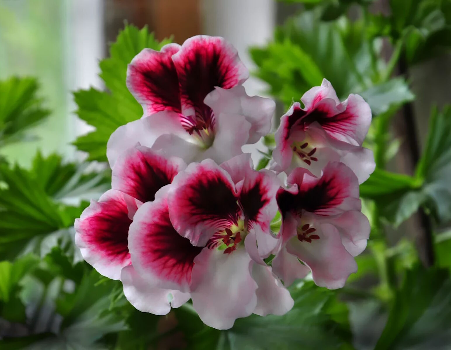 Пеларгония