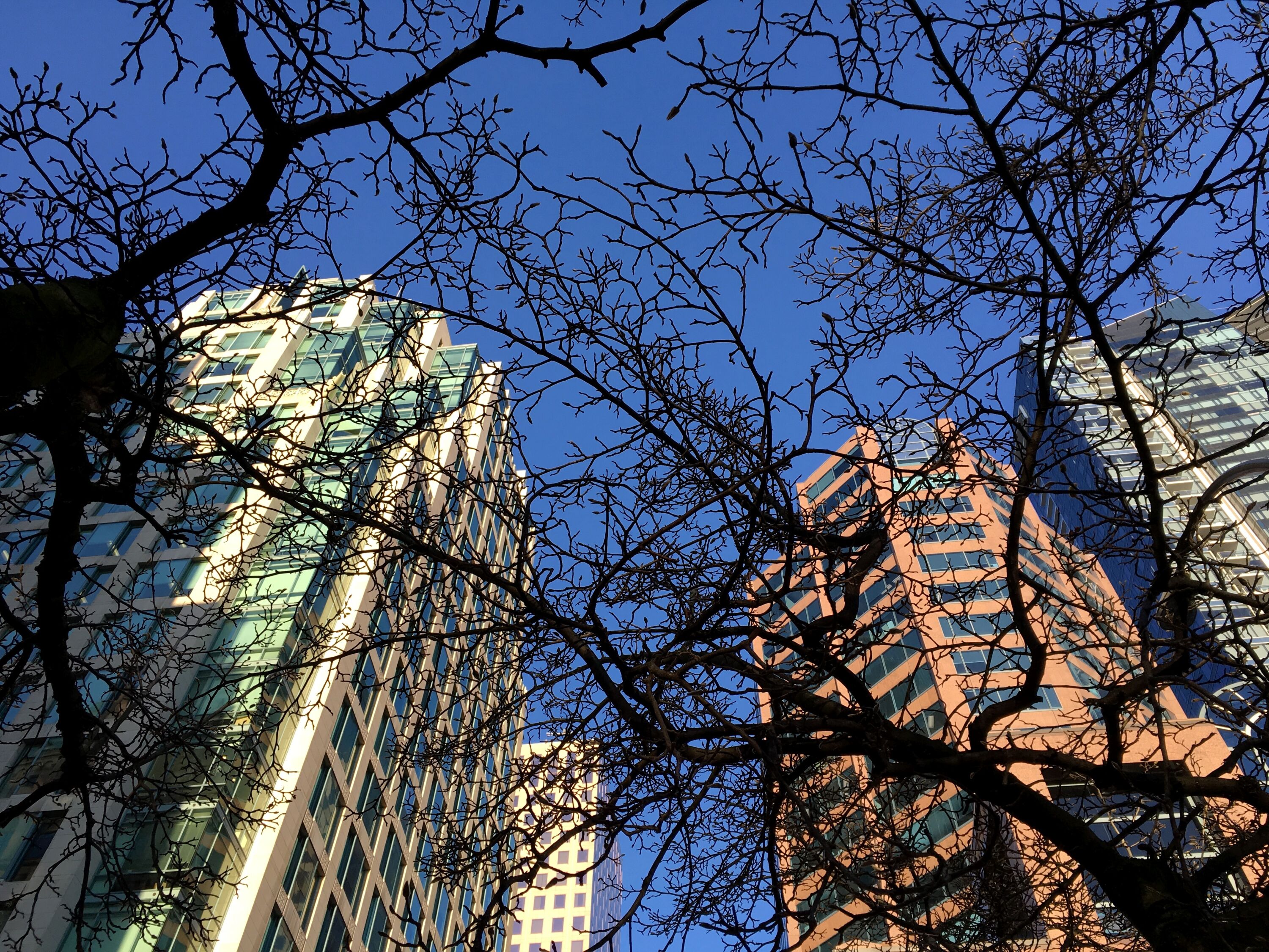 Ветки и небоскребы