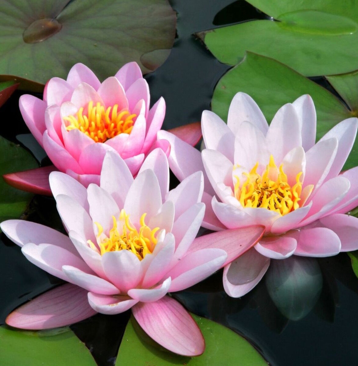 Розовые кувшинки