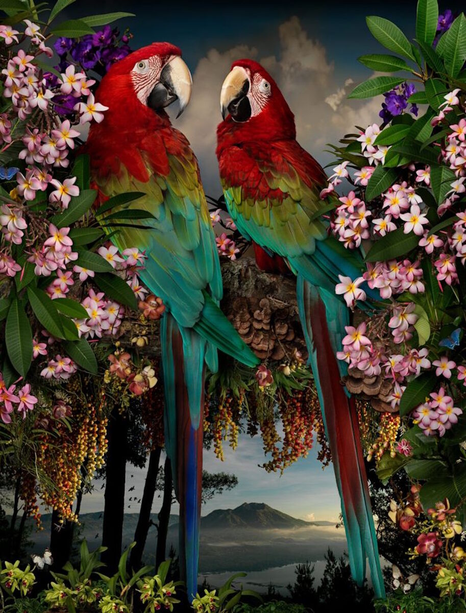 Красные попугаи ара