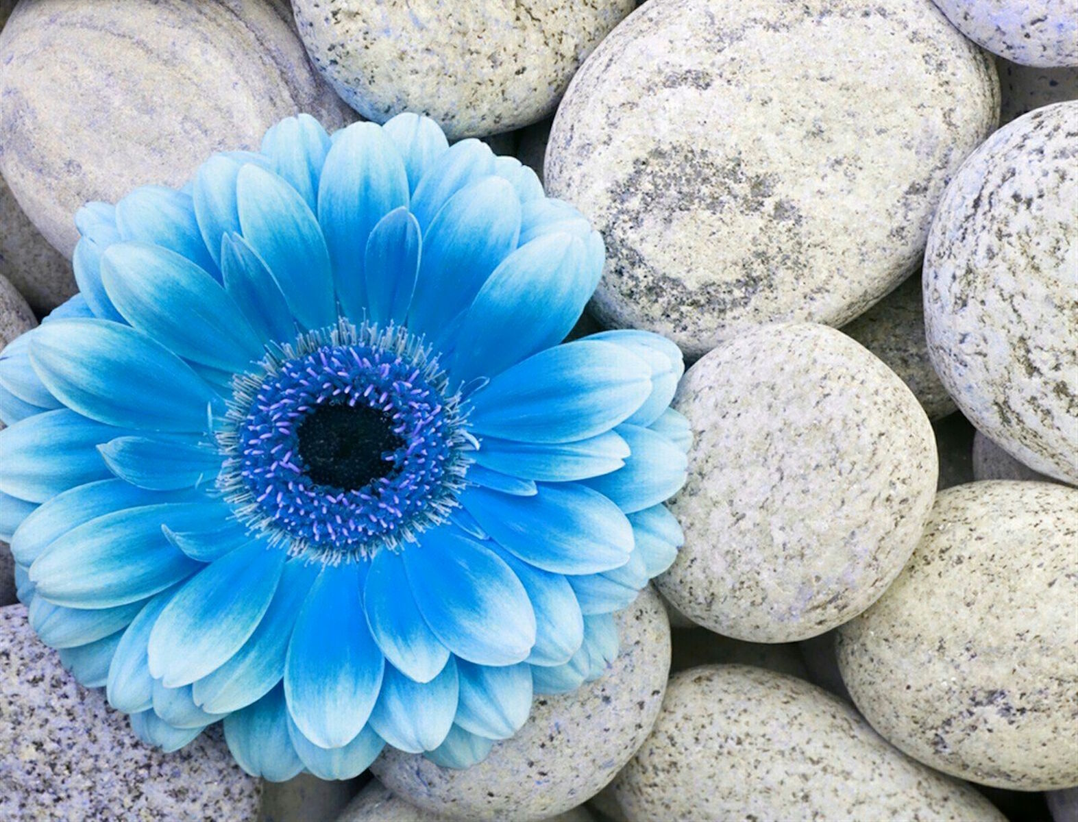 Синий цветок на камнях