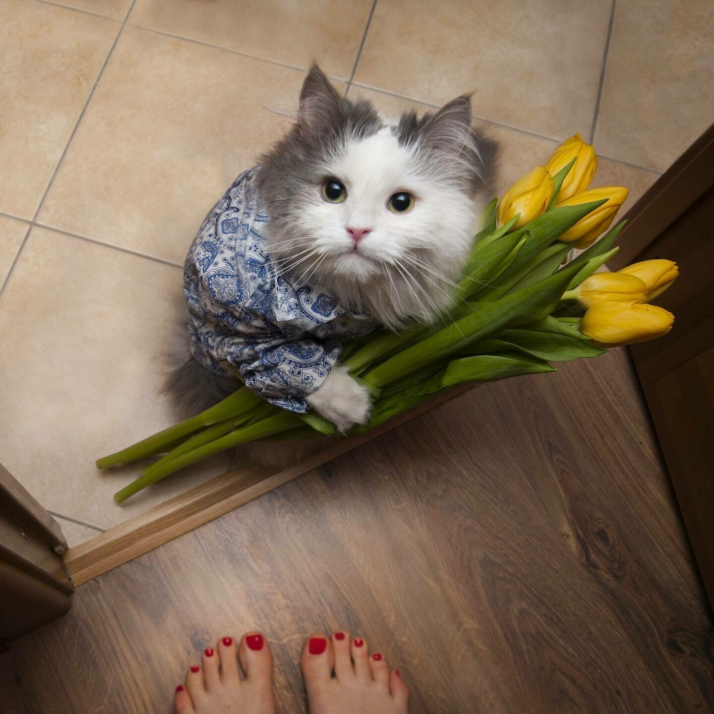 Кот с тюльпанами