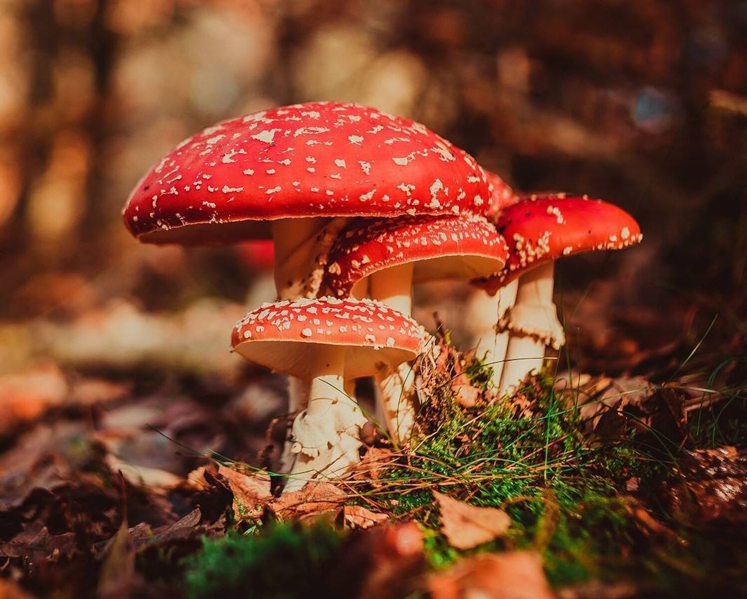 Ряд мухоморов