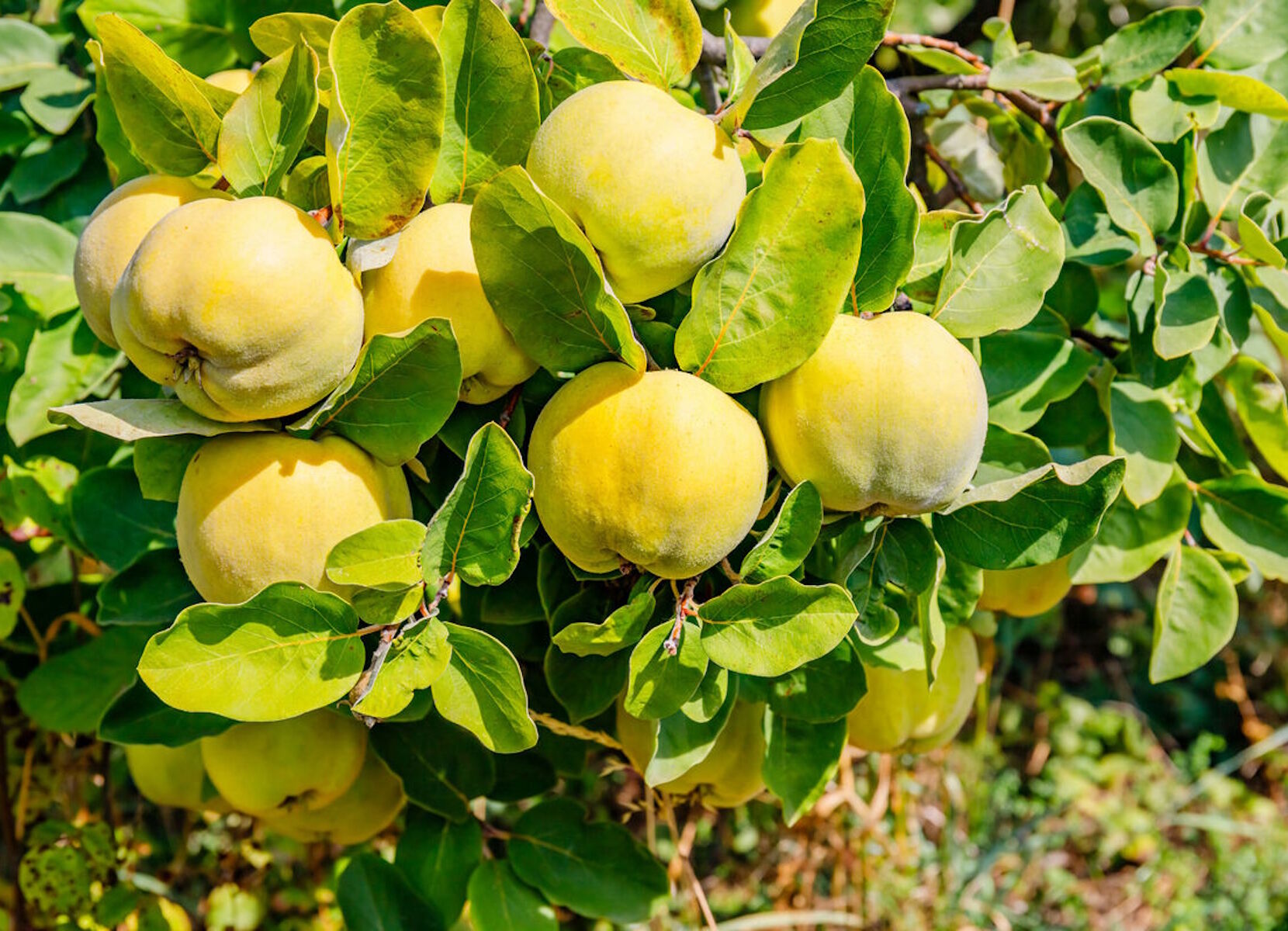 Айва на ветках