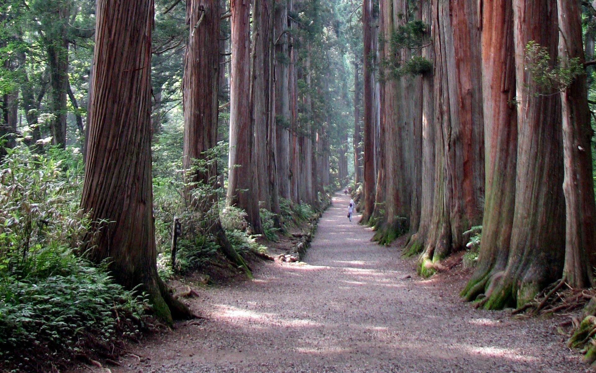 Аллея старых деревьев