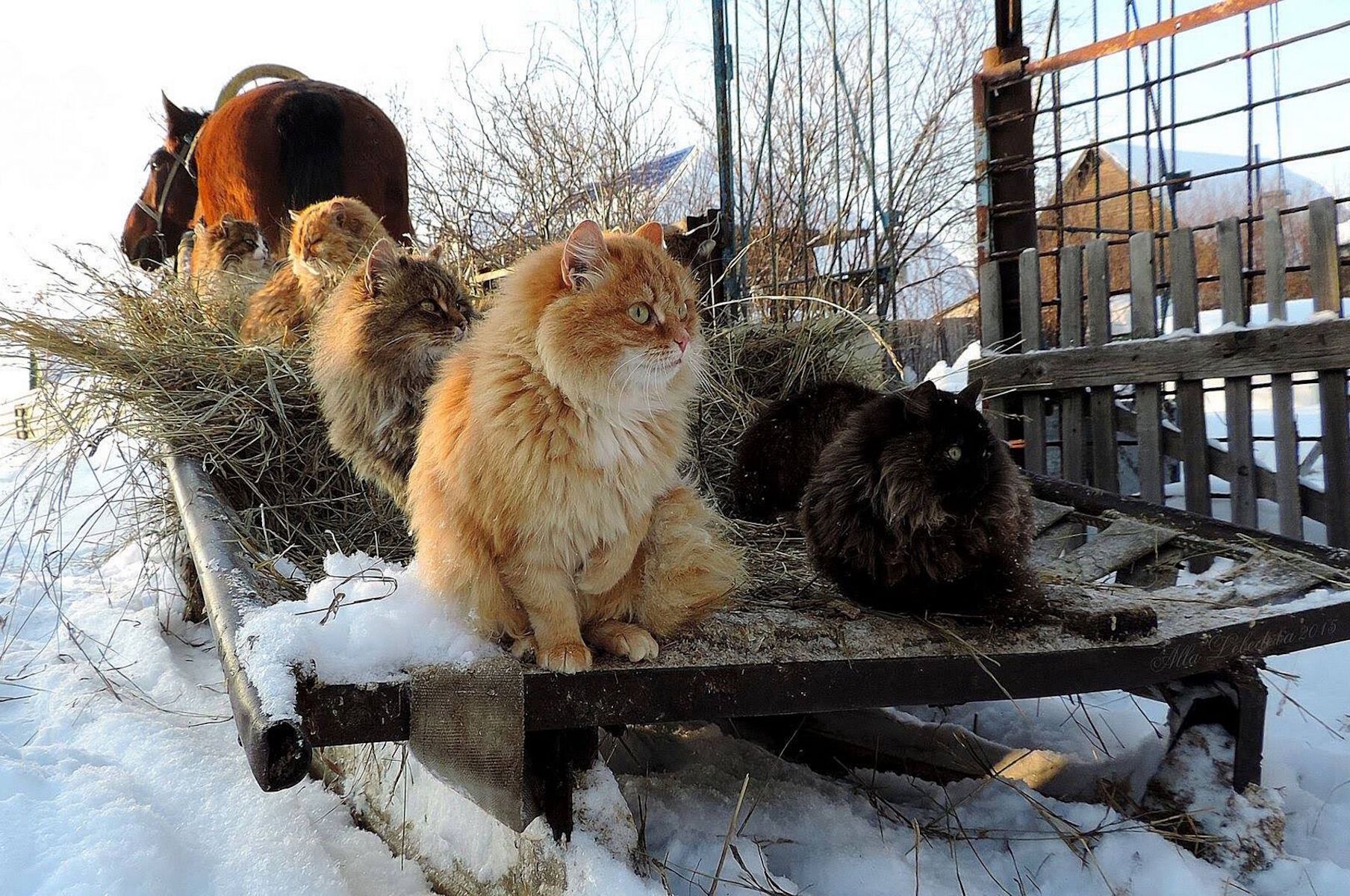 Кошки на повозке