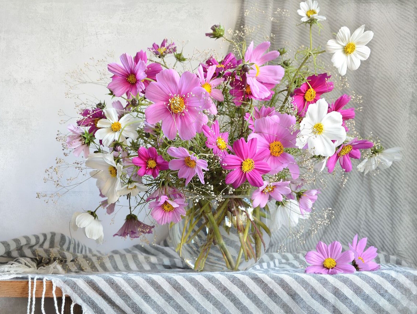 Космея в стеклянной вазе