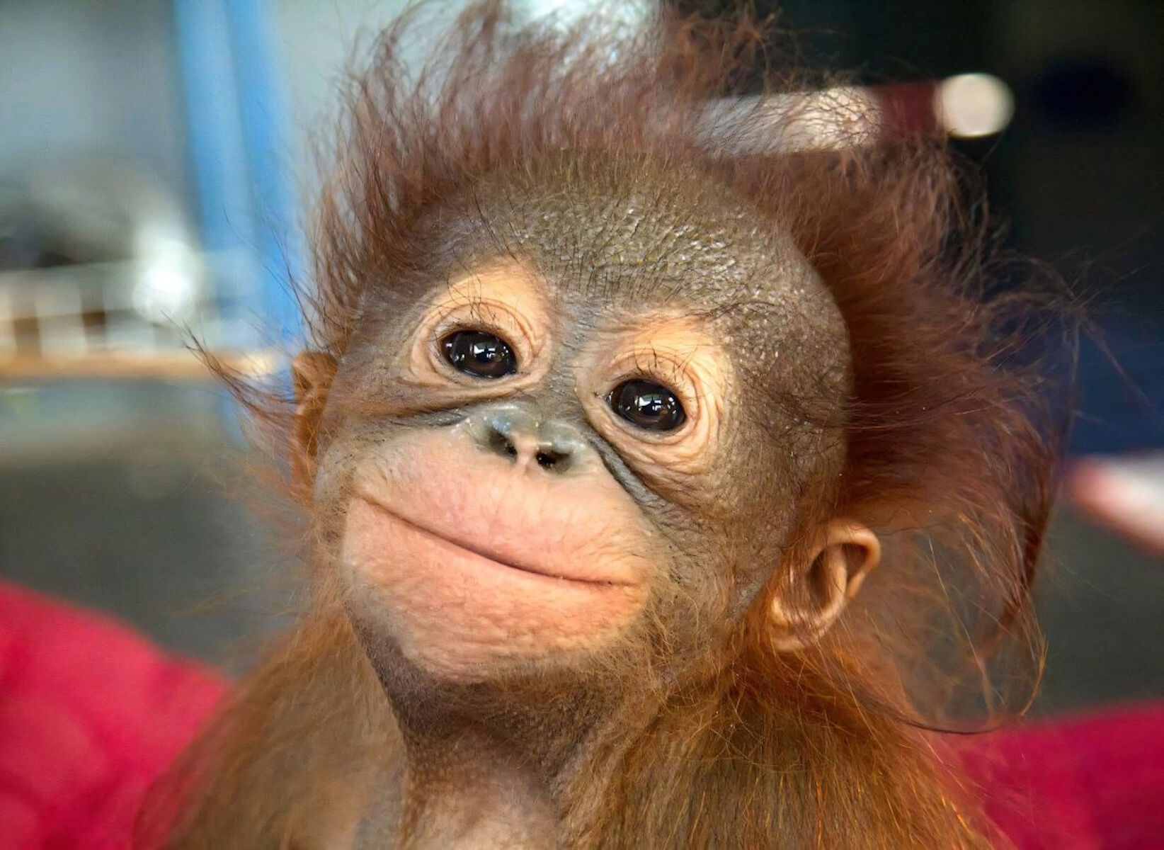 Малышка обезьянка