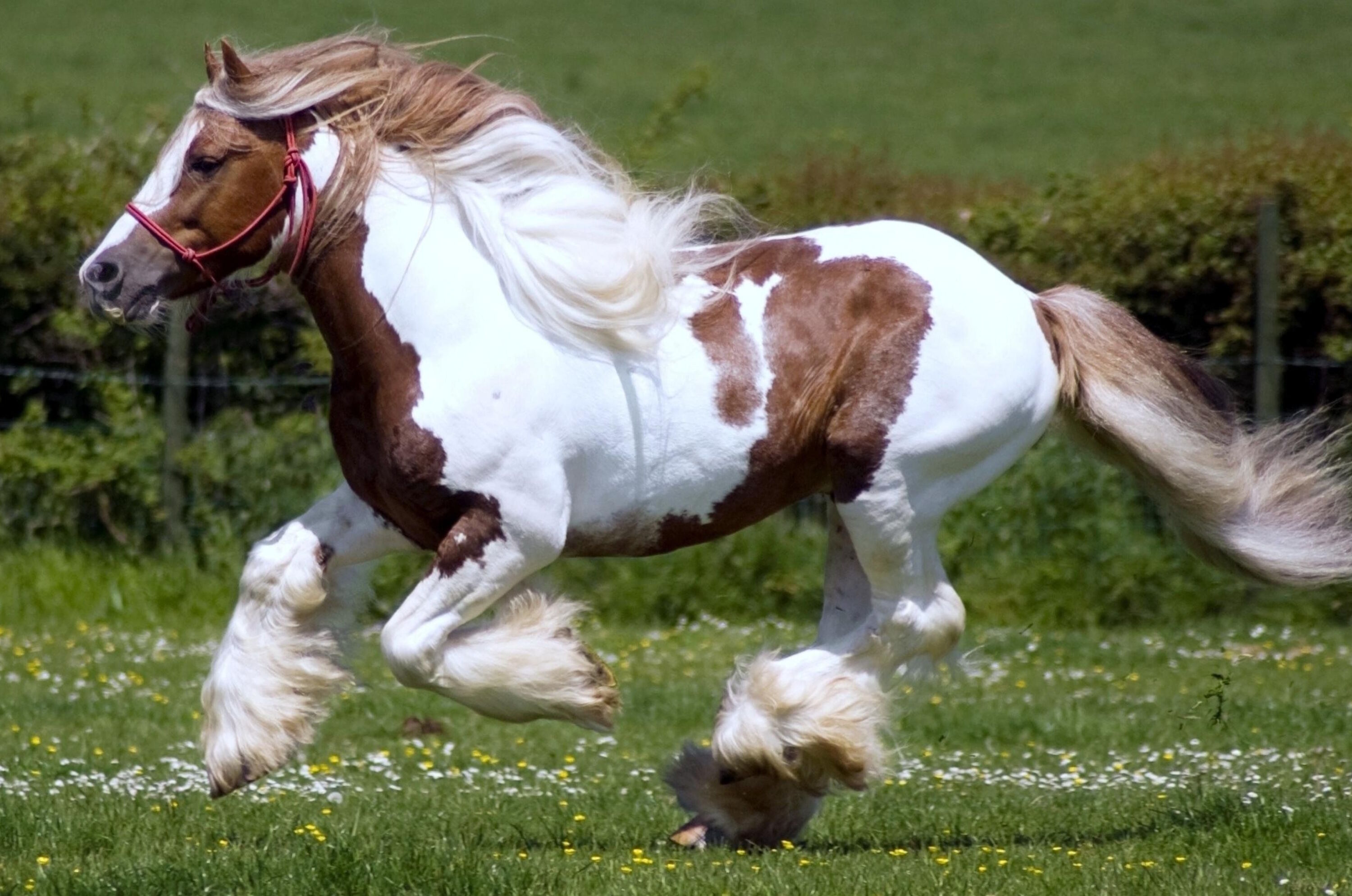 Цыганская упряжная лошадь