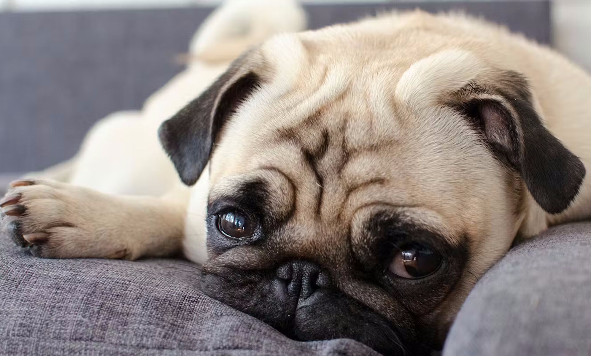 Уставший мопс