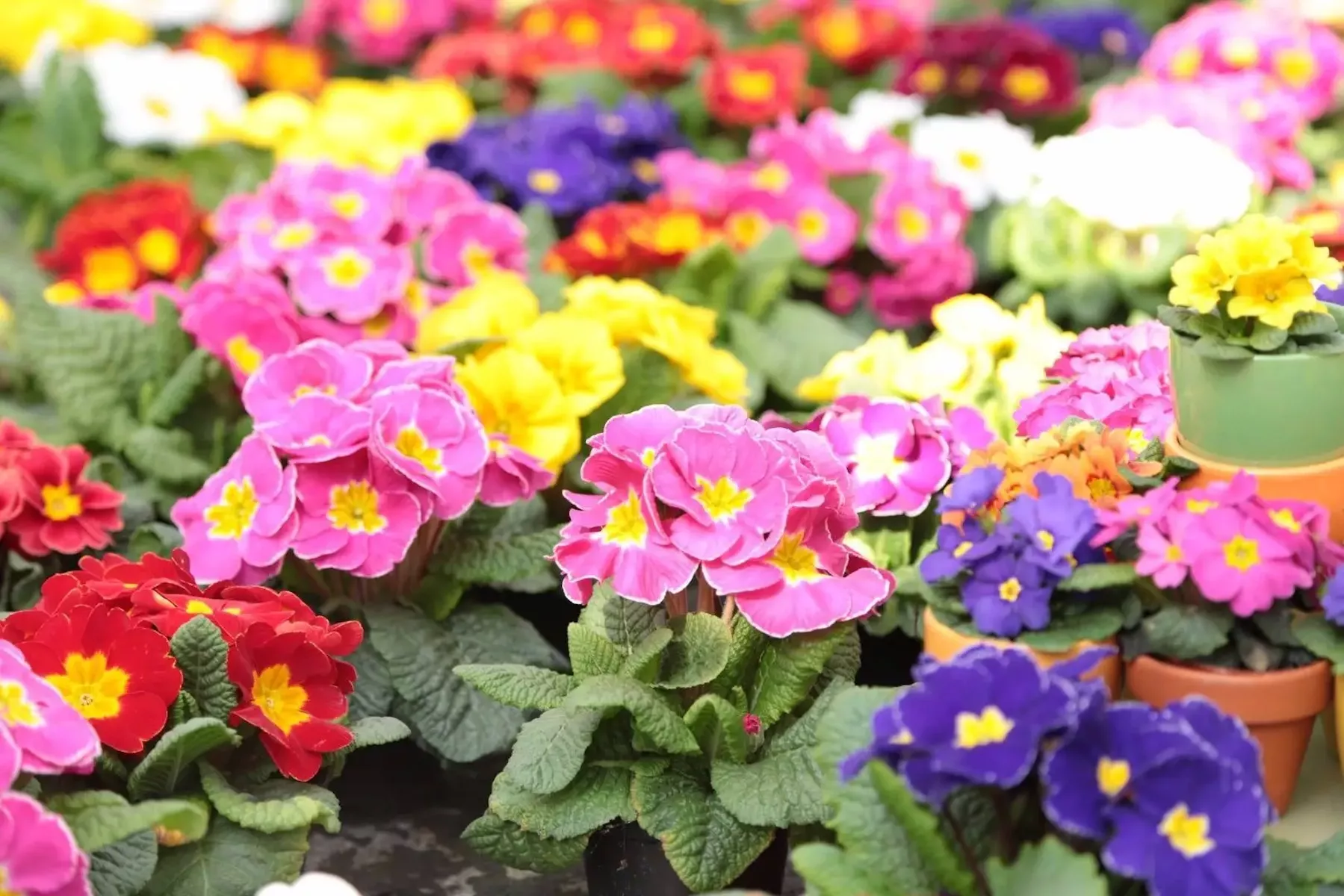 Примула в горшочках