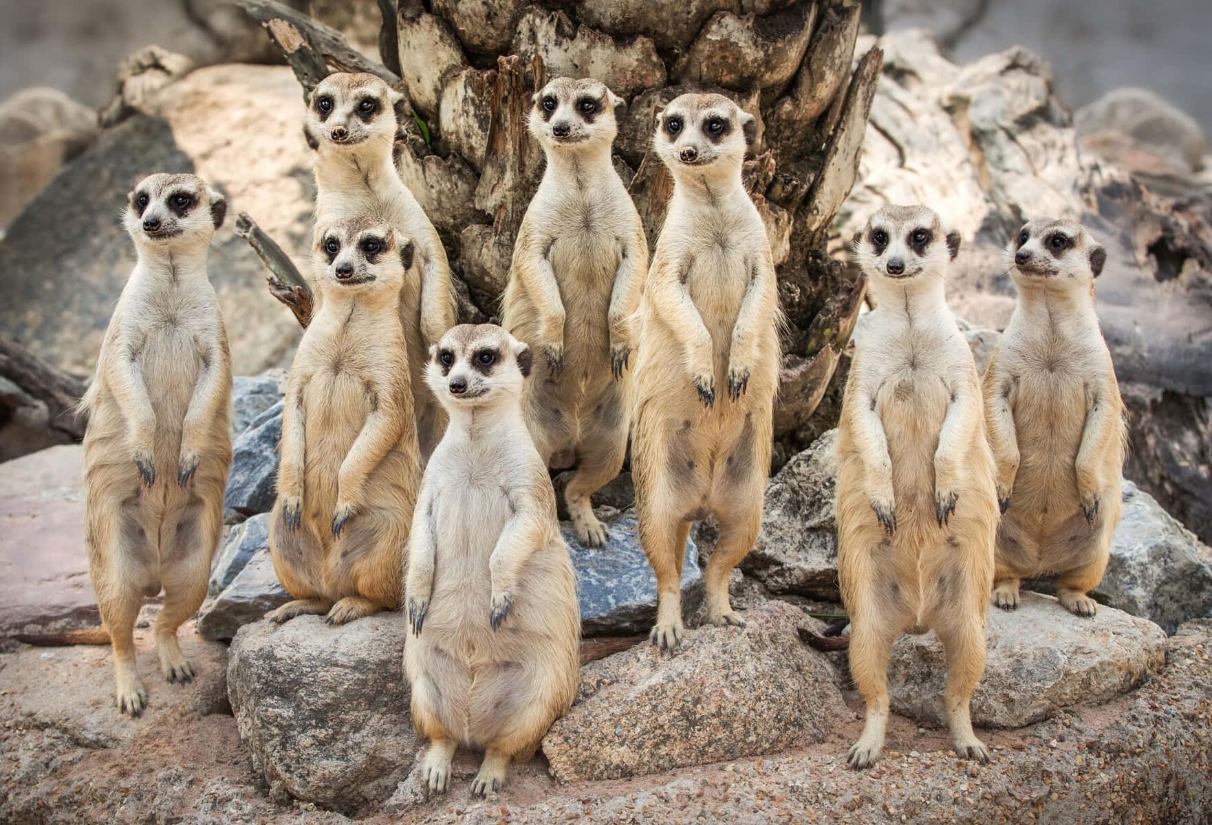 Семейство сурикатов