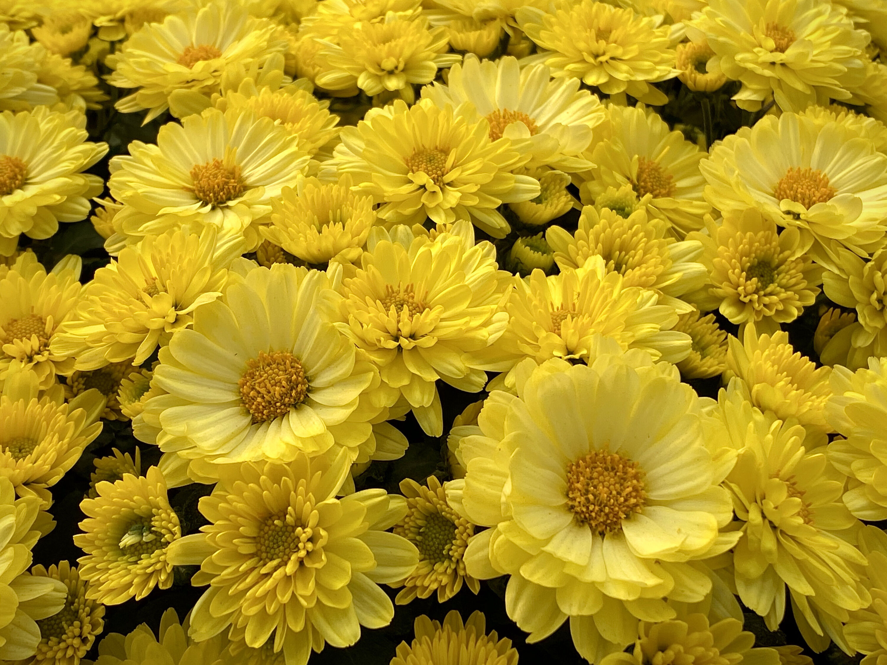 Желтые астры