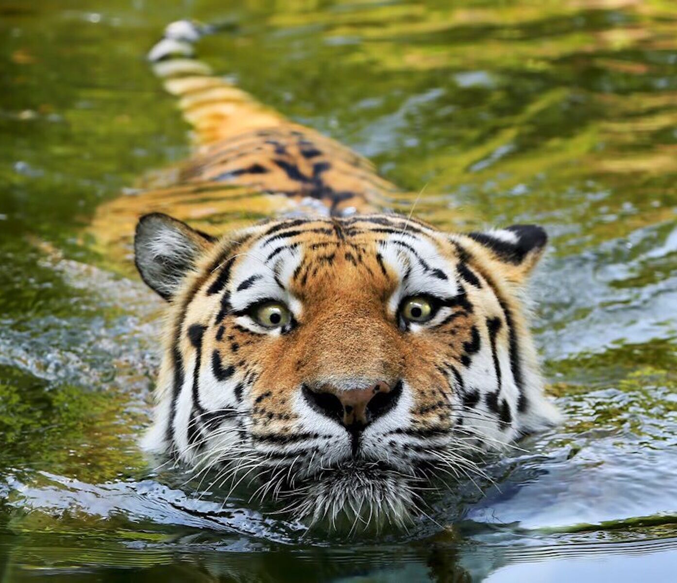 Мокрый тигр