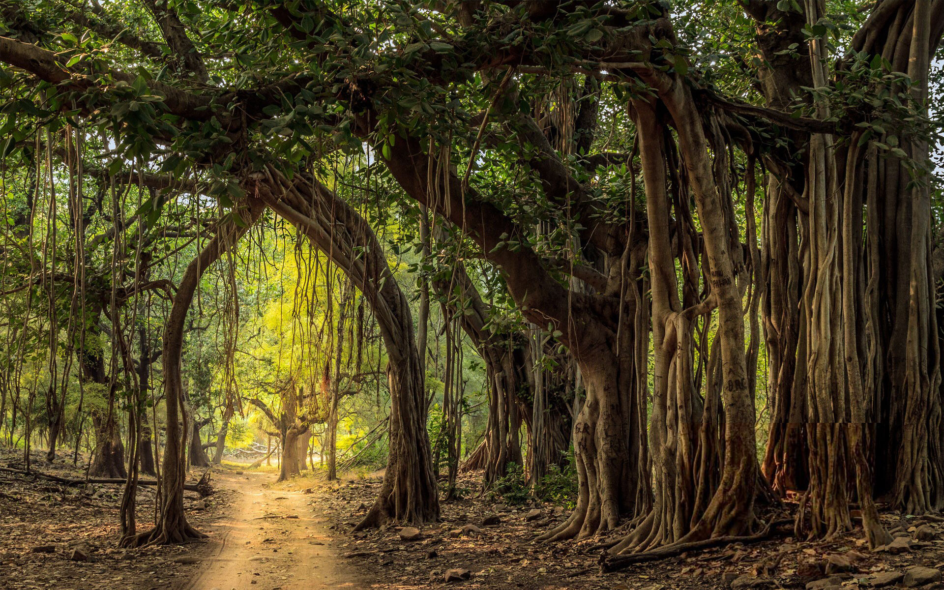 Великий баньян