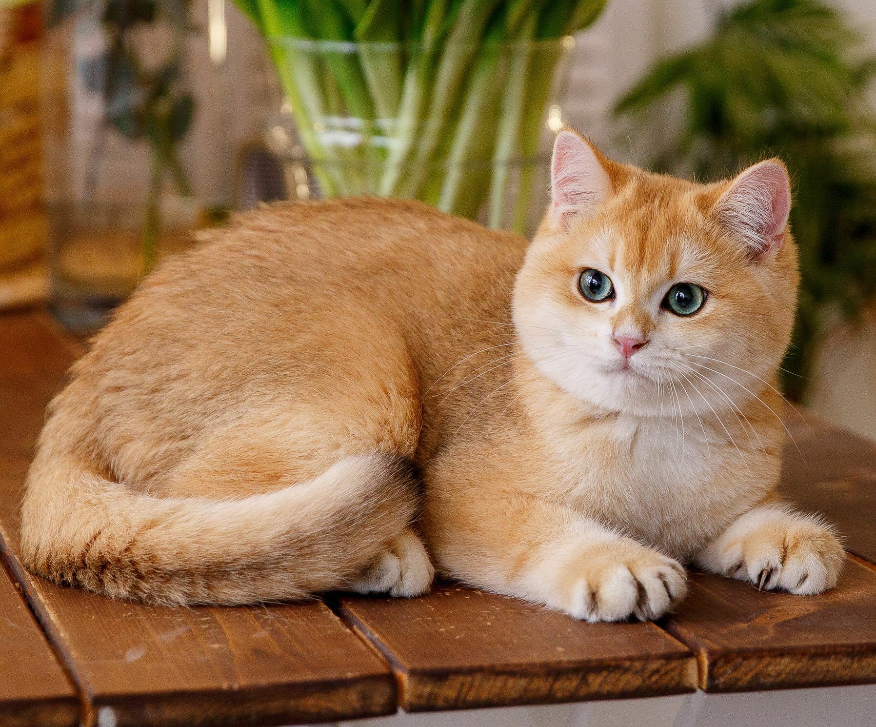 Кошка с коготками